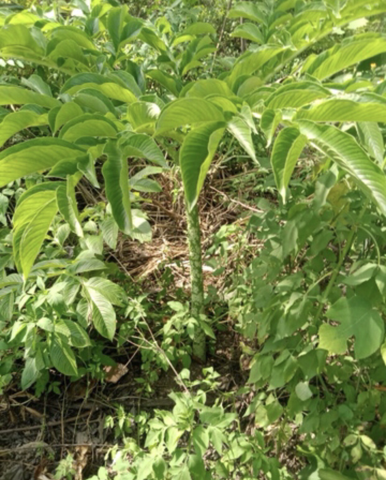 Product Info Image 1